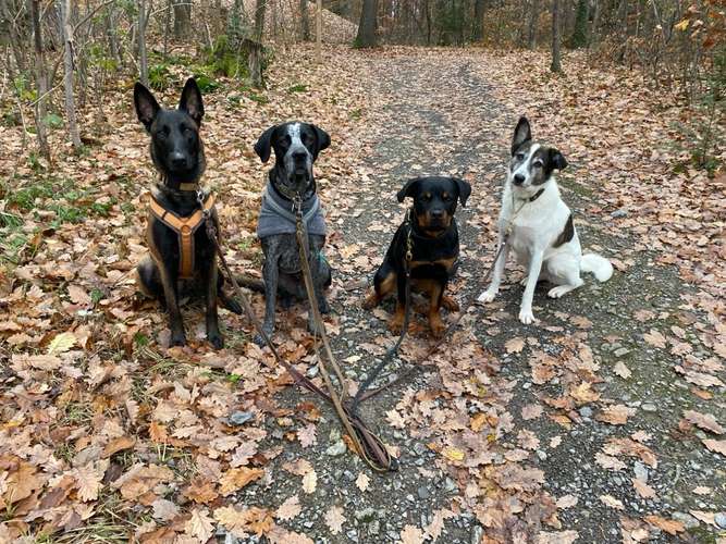 Hundeauslaufgebiet-Kim Pawssible Hundetraining-Bild