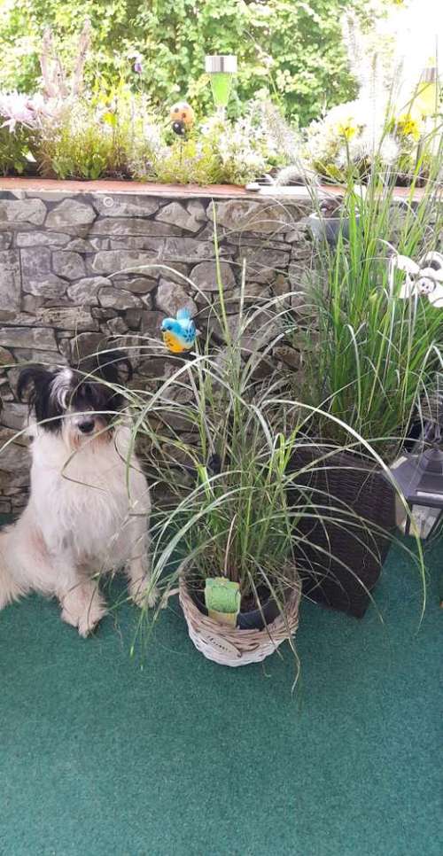 Hundeauslaufgebiet-Tierarztpraxis Alt-Garbsen-Bild