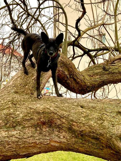 Hundeauslaufgebiet-Mobile Hundeschule Fellkumpelz (Berlin/ Brandenburg) Coaching- Training- Beratung-Bild