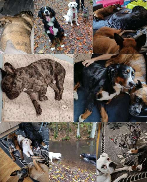 Hundeauslaufgebiet-Serenity Tierliebe Hundebetreuung Saarland-Bild