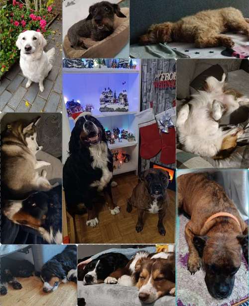 Hundeauslaufgebiet-Serenity Tierliebe Hundebetreuung Saarland-Bild