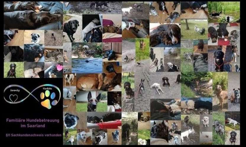 Hundeauslaufgebiet-Serenity Tierliebe Hundebetreuung Saarland-Bild