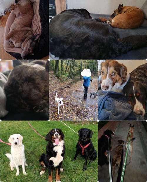 Hundeauslaufgebiet-Serenity Tierliebe Hundebetreuung Saarland-Bild