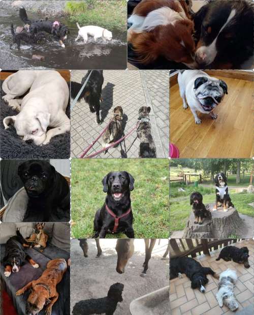 Hundeauslaufgebiet-Serenity Tierliebe Hundebetreuung Saarland-Bild