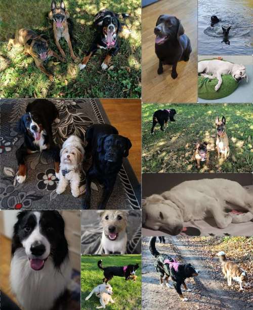 Hundeauslaufgebiet-Serenity Tierliebe Hundebetreuung Saarland-Bild