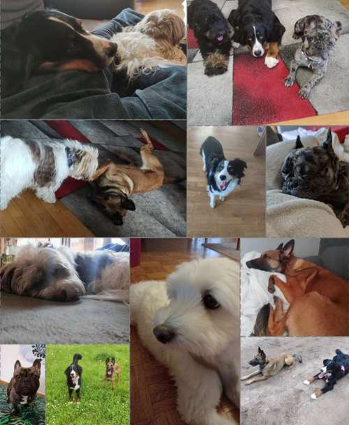 Hundeauslaufgebiet-Serenity Tierliebe Hundebetreuung Saarland-Bild