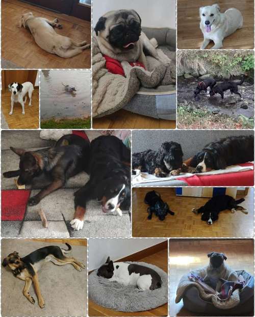 Hundeauslaufgebiet-Serenity Tierliebe Hundebetreuung Saarland-Bild