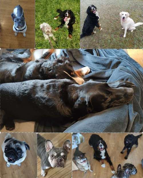 Hundeauslaufgebiet-Serenity Tierliebe Hundebetreuung Saarland-Bild