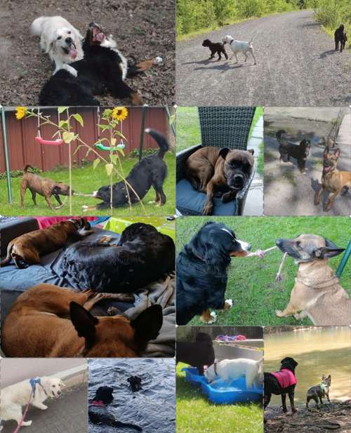 Hundeauslaufgebiet-Serenity Tierliebe Hundebetreuung Saarland-Bild