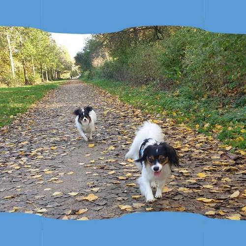 Hundeauslaufgebiet-Tierversicherungen - Kristin Novakowsky-Bild