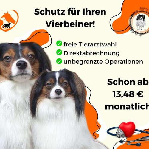 Hundeauslaufgebiet-Tierversicherungen - Kristin Novakowsky-Bild