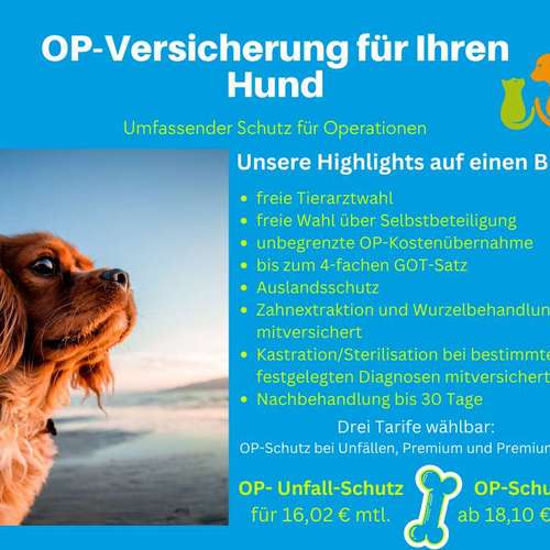 Hundeauslaufgebiet-Tierversicherungen - Kristin Novakowsky-Bild
