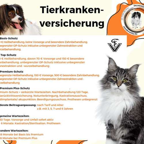 Hundeauslaufgebiet-Tierversicherungen - Kristin Novakowsky-Bild