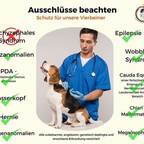 Hundeauslaufgebiet-Tierversicherungen - Kristin Novakowsky-Bild