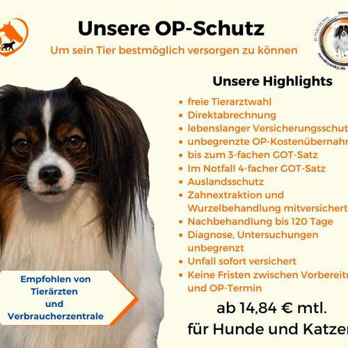 Hundeauslaufgebiet-Tierversicherungen - Kristin Novakowsky-Bild