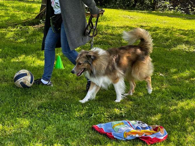 Hundeauslaufgebiet-Balanced Dogwork-Bild