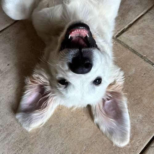 Hundeauslaufgebiet-Balanced Dogwork-Bild