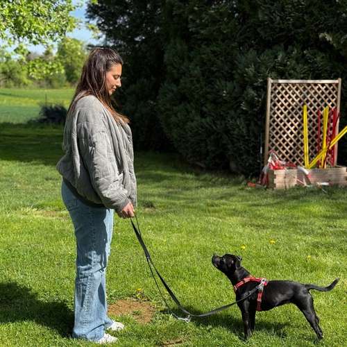 Hundeauslaufgebiet-Balanced Dogwork-Bild