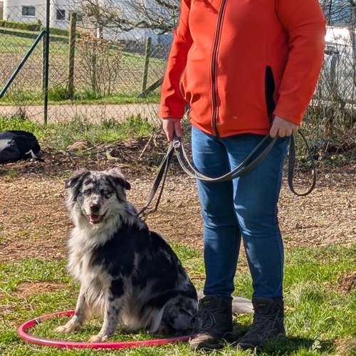 Hundeauslaufgebiet-Balanced Dogwork-Bild