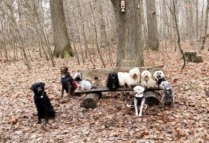 Hundeauslaufgebiet-Hundeschule - Elena Reuter -Bild