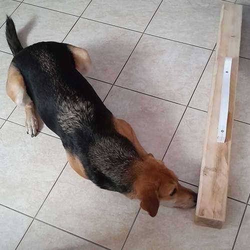 Hundeauslaufgebiet-Hundeschule AugenBlicke-Bild