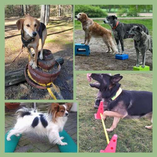 Hundeauslaufgebiet-Hundeschule AugenBlicke-Bild