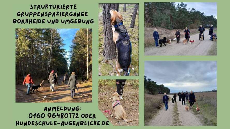 Hundeauslaufgebiet-Hundeschule AugenBlicke-Bild