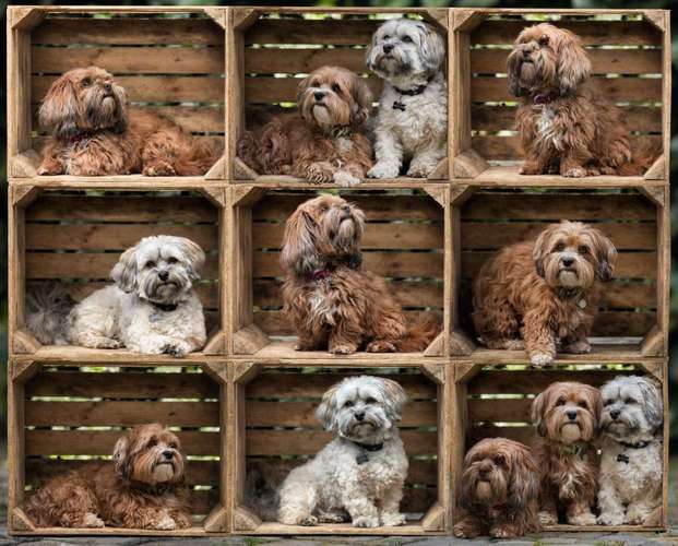 Hundeauslaufgebiet-Tierfotografie Ronja Ronnenberg-Bild