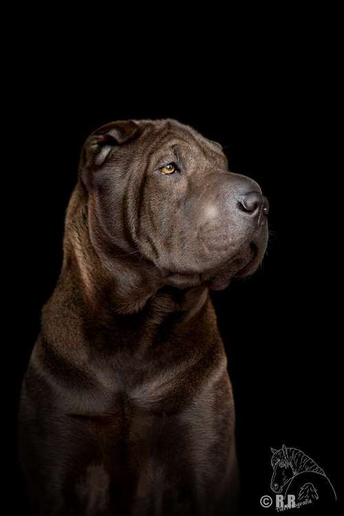 Hundeauslaufgebiet-Tierfotografie Ronja Ronnenberg-Bild