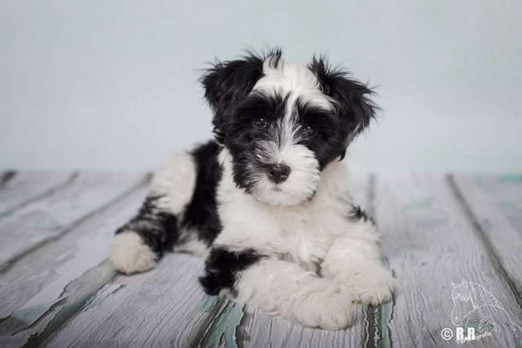 Hundeauslaufgebiet-Tierfotografie Ronja Ronnenberg-Bild