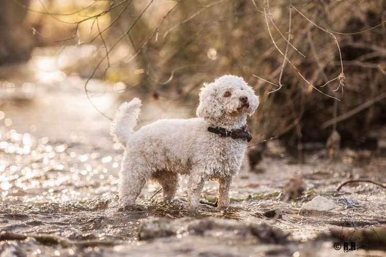Hundeauslaufgebiet-Tierfotografie Ronja Ronnenberg-Bild