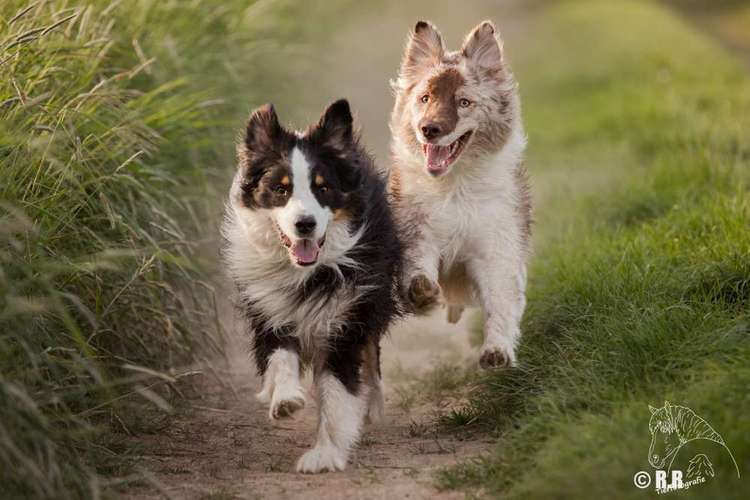 Hundeauslaufgebiet-Tierfotografie Ronja Ronnenberg-Bild