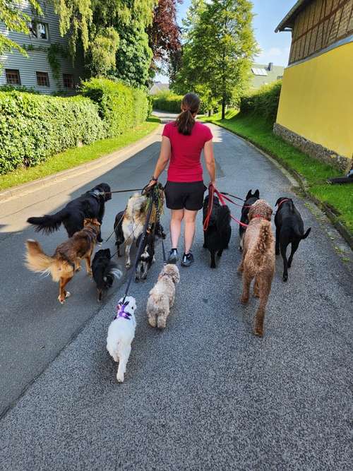 Hundeauslaufgebiet-Rudelgeschichten-Bild