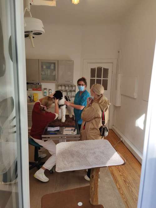 Hundeauslaufgebiet-Corinna Cornand-Bild