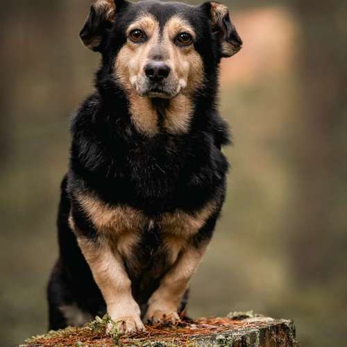 Hundeauslaufgebiet-BilderRausch Tierfotografie -Bild