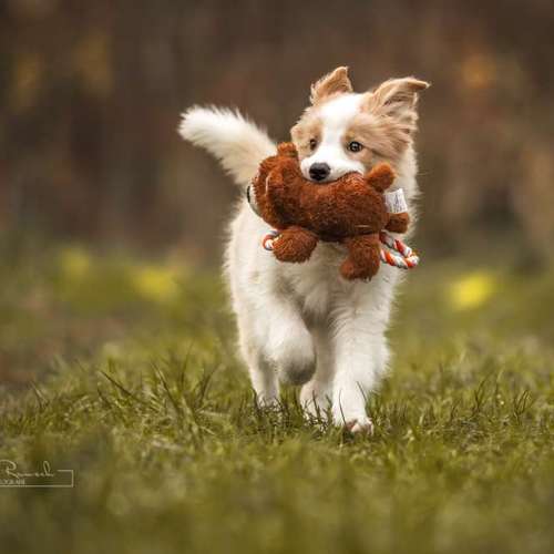 Hundeauslaufgebiet-BilderRausch Tierfotografie -Bild