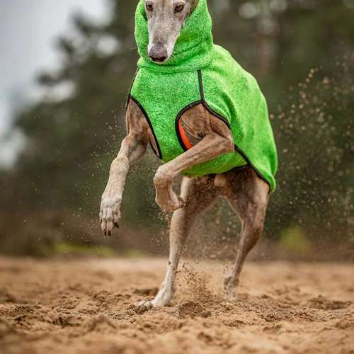 Hundeauslaufgebiet-BilderRausch Tierfotografie -Bild