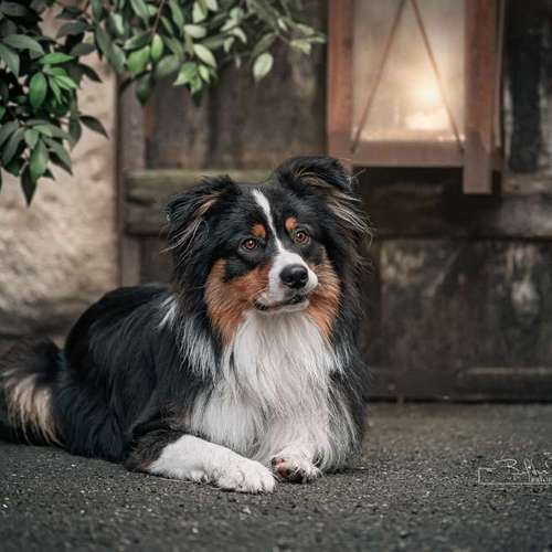 Hundeauslaufgebiet-BilderRausch Tierfotografie -Bild