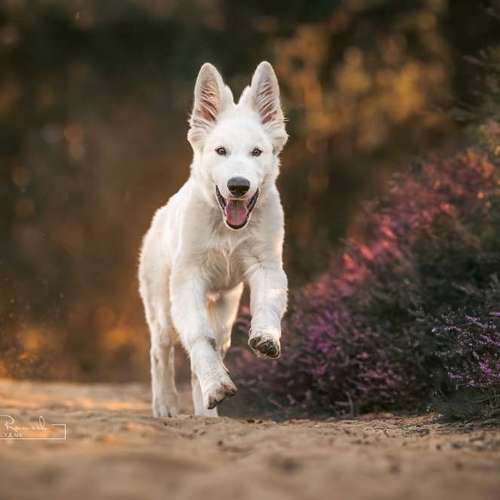 Hundeauslaufgebiet-BilderRausch Tierfotografie -Bild