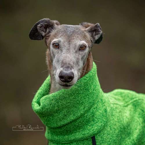 Hundeauslaufgebiet-BilderRausch Tierfotografie -Bild