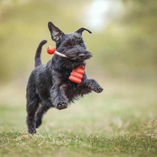 Hundeauslaufgebiet-BilderRausch Tierfotografie -Bild