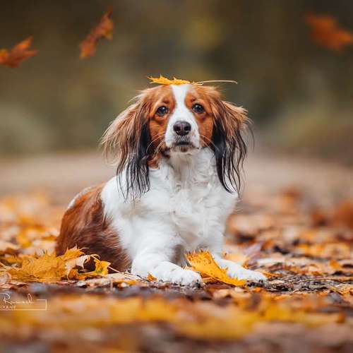 Hundeauslaufgebiet-BilderRausch Tierfotografie -Bild
