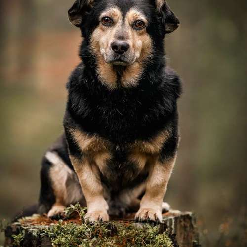 Hundeauslaufgebiet-BilderRausch Tierfotografie -Bild
