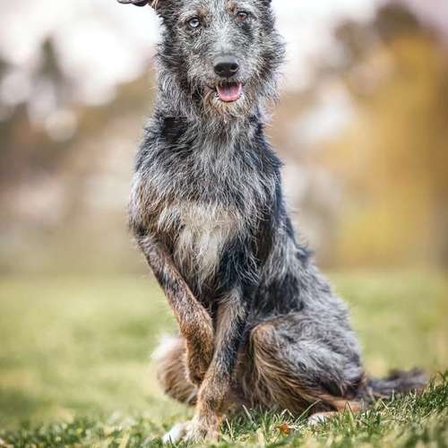 Hundeauslaufgebiet-BilderRausch Tierfotografie -Bild