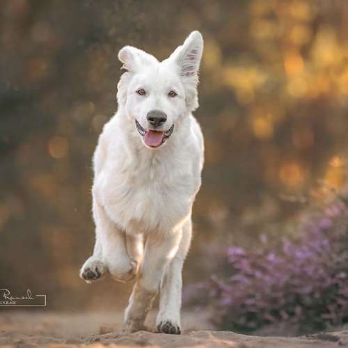 Hundeauslaufgebiet-BilderRausch Tierfotografie -Bild