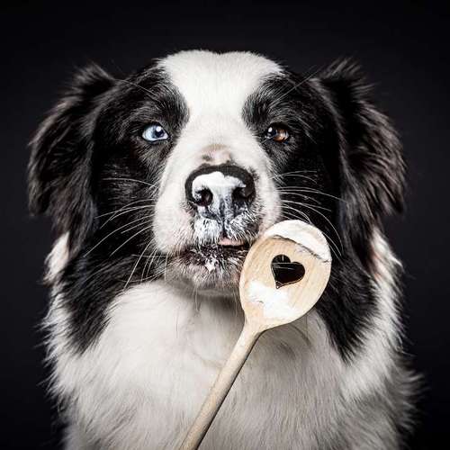 Hundeauslaufgebiet-BilderRausch Tierfotografie -Bild