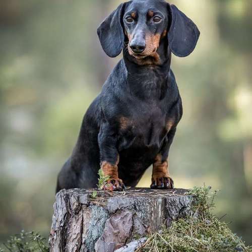 Hundeauslaufgebiet-BilderRausch Tierfotografie -Bild