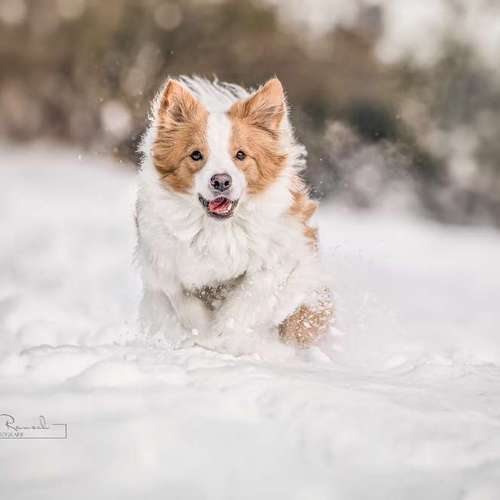 Hundeauslaufgebiet-BilderRausch Tierfotografie -Bild