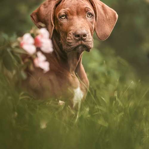 Hundeauslaufgebiet-BilderRausch Tierfotografie -Bild