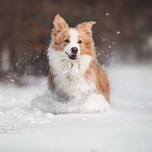 Hundeauslaufgebiet-BilderRausch Tierfotografie -Bild